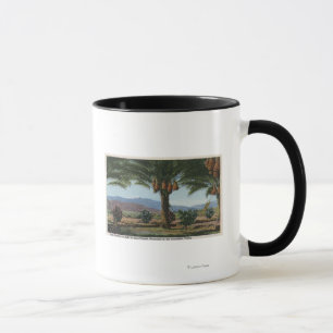 CaliforniaDates, das im Coachella wächst Tasse