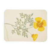 Californian Escholtzia Magnet (Horizontal)