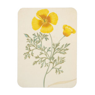 Californian Escholtzia Magnet