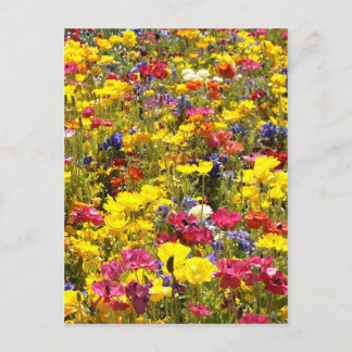 Californian Poppies Postkarte