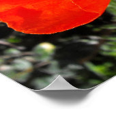 Californian Poppy Poster (Ecke)
