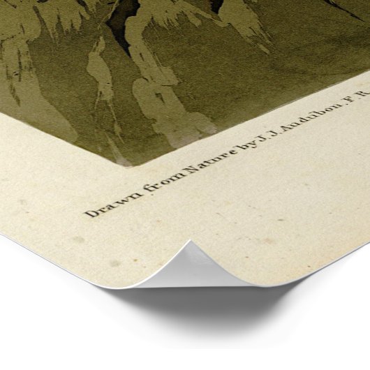 Californian Vulture from Audubon Birds of America Poster (Ecke)