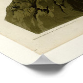 Californian Vulture Poster (Ecke)