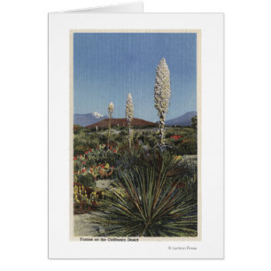 CaliforniaYucca Kakteen in der Blüte in der Wüste