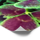 CALISTA IN CLOVER Poster (Ecke)