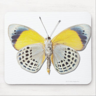 Calithea davisi mousepad