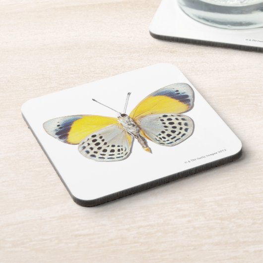 Calithea davisi untersetzer (Linke Seite)