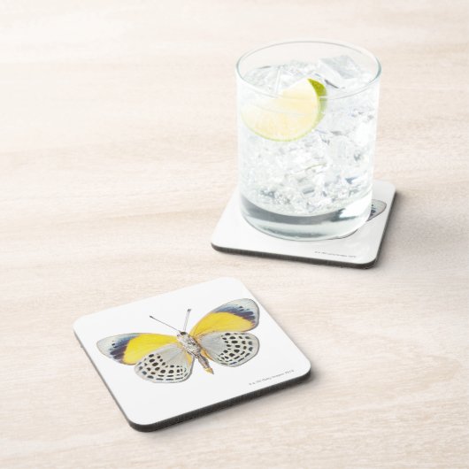 Calithea davisi untersetzer (Rechte Seite)