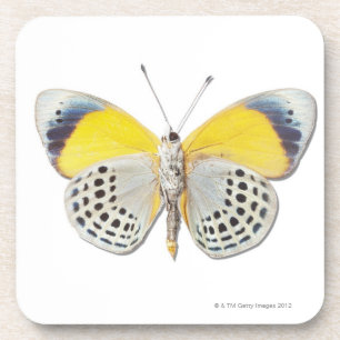 Calithea davisi untersetzer