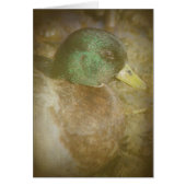 Call Duck Drake (Vorne)