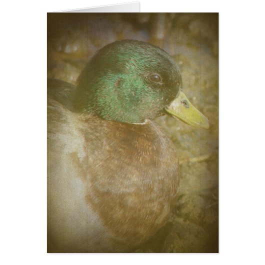 Call Duck Drake (Vorne)