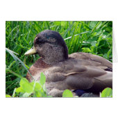 Call Duck Drake (Vorderseite (Horizontal))