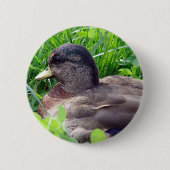 Call Duck Drake Button (Vorderseite)