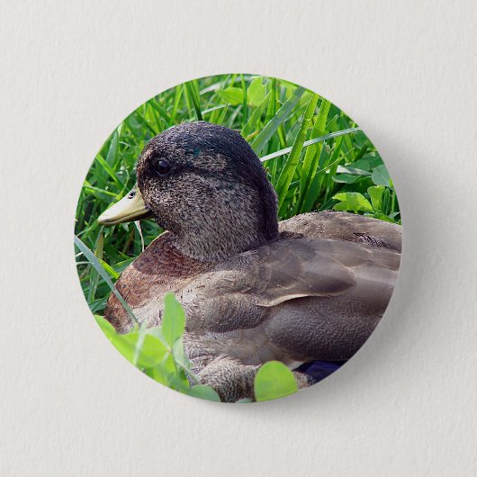 Call Duck Drake Button (Vorderseite)