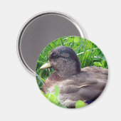 Call Duck Drake Magnet (Vorderseite/Rückseite)