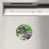 Call Duck Drake Magnet (In Situ (Geschirrspüler))