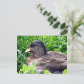 Call Duck Drake Postkarte (Stehend Vorderseite)