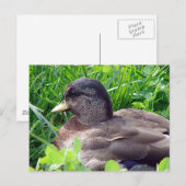 Call Duck Drake Postkarte (Vorne/Hinten)