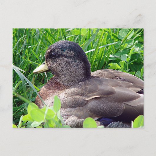 Call Duck Drake Postkarte (Vorderseite)