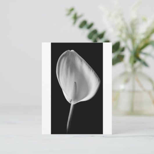 Calla #2 postkarte (Stehend Vorderseite)