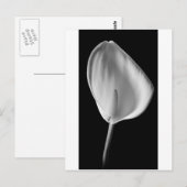 Calla #2 postkarte (Vorne/Hinten)