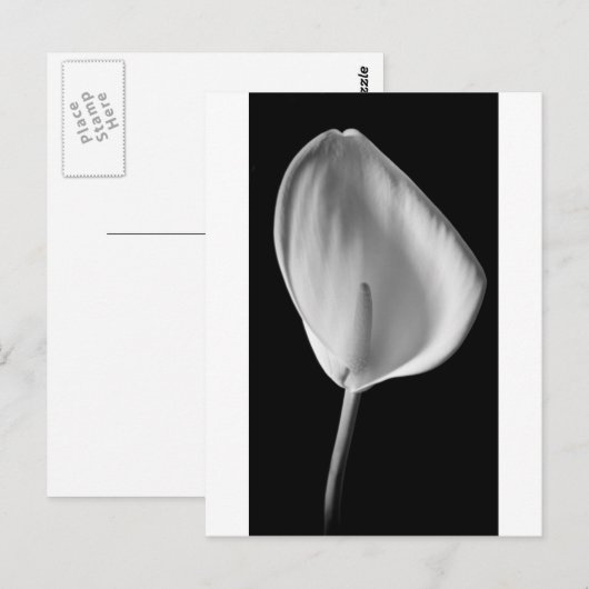 Calla #2 postkarte (Vorne/Hinten)