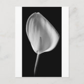 Calla #2 postkarte (Vorderseite)