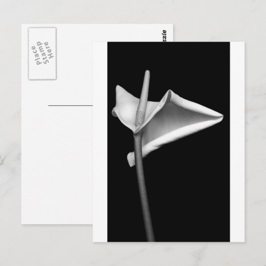 Calla #5 postkarte (Vorne/Hinten)