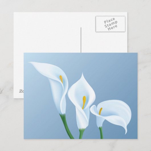 Calla-Blume Postkarte (Vorne/Hinten)