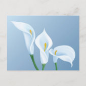 Calla-Blume Postkarte (Vorderseite)