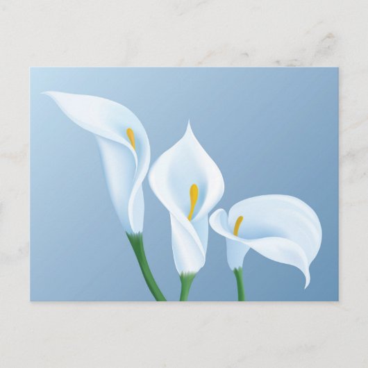 Calla-Blume Postkarte (Vorderseite)