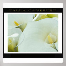 Calla_Cambrure