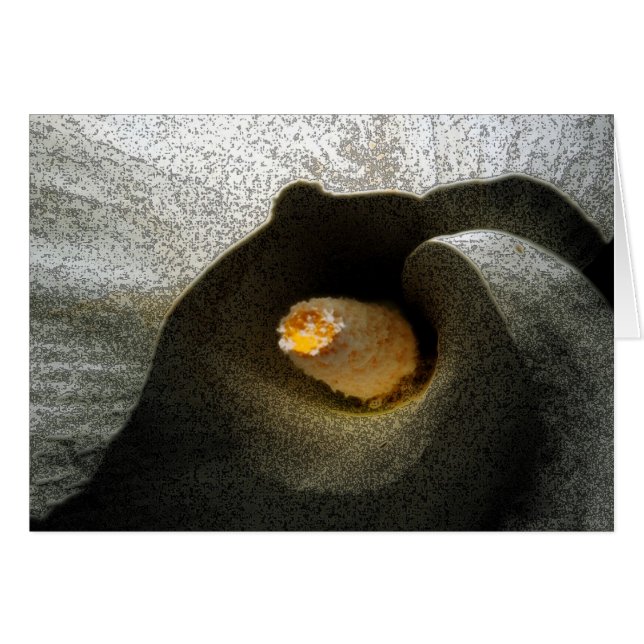 Calla Closeup (Vorderseite (Horizontal))