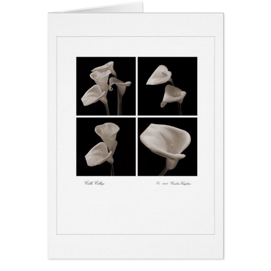 Calla_collage_2007_Brochure (Vorne)