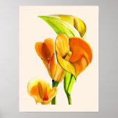 Calla liblütig Aquarellblüte Poster (Vorne)