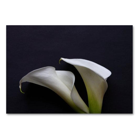 Calla liegt auf dunklem Hintergrund Tischnummer (Rückseite)