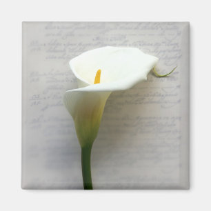 Calla-Lilie auf alten, handgeschriebenen Quadratma Magnet