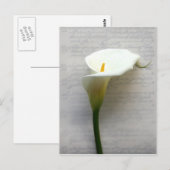 Calla Lilie auf alten Postkarten (Vorne/Hinten)
