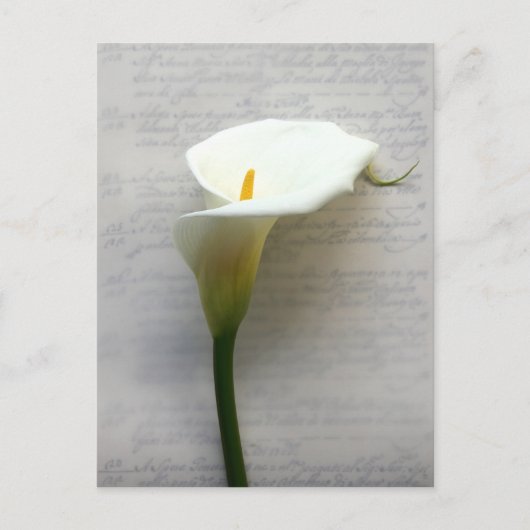 Calla Lilie auf alten Postkarten (Vorderseite)