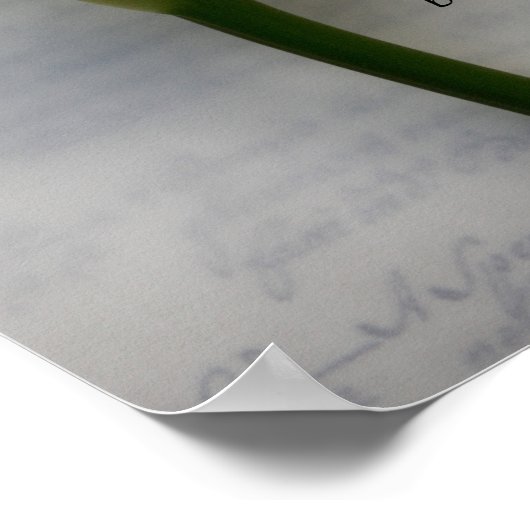 Calla Lilie auf dem Schreibschild Poster (Ecke)