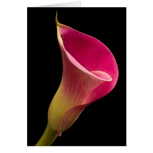 Calla-Lilie auf Schwarzem (Vorne)