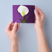 Calla-Lilie Flyer (Gruppe)