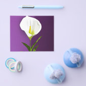 Calla-Lilie Flyer (Einzeln)
