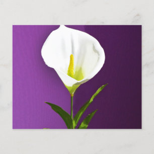 Calla-Lilie Flyer