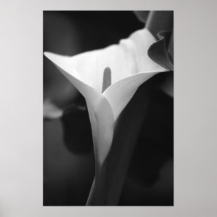 Calla-Lilie in Schwarzweiss Poster