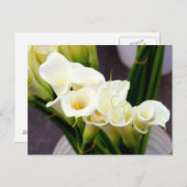 Calla Lilie Postcard Postkarte (Vorne/Hinten)