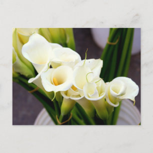 Calla Lilie Postcard Postkarte