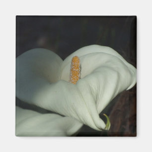 Calla-Lilien-Dämmerung Magnet