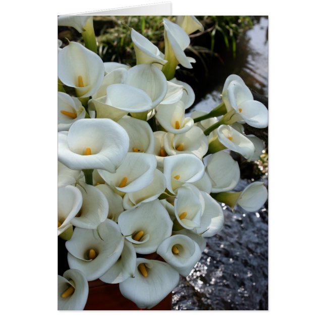 Calla-Lilien, die an der Lilien-Plantage, Taiwan (Vorne)