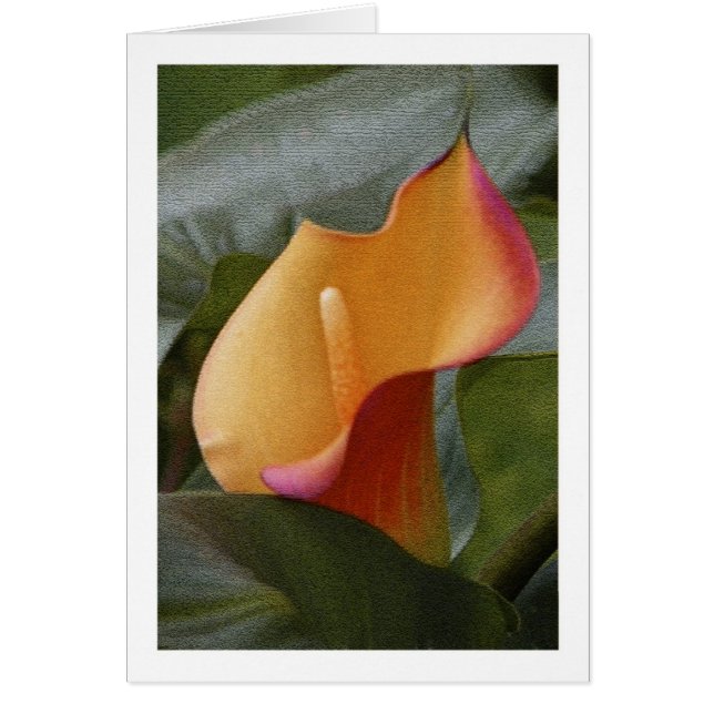 Calla-Lilien-Dschungel (Vorne)
